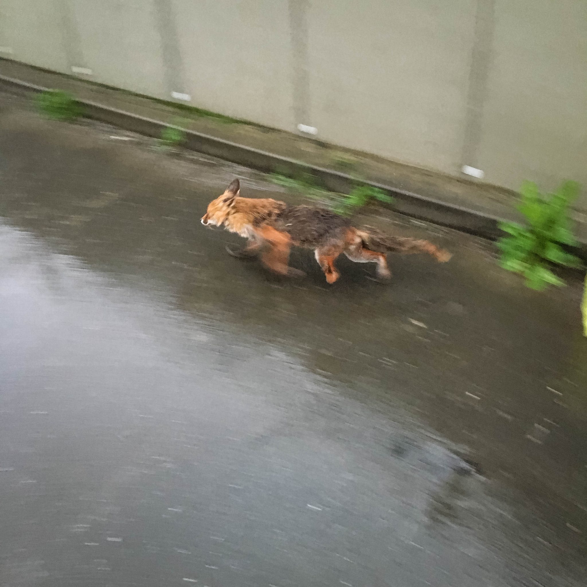 Fuchs läuft in Freiheit